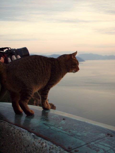 猫と夕景1_e0074308_2134455.jpg