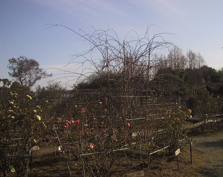 c0097620_17562537.jpg