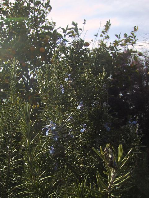 c0097620_1757197.jpg