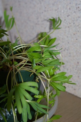 f0170524_1420138.jpg
