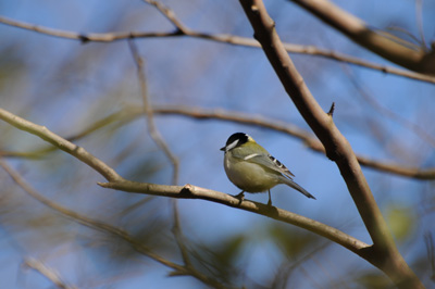 鳥たちよ～_e0054635_17595915.jpg