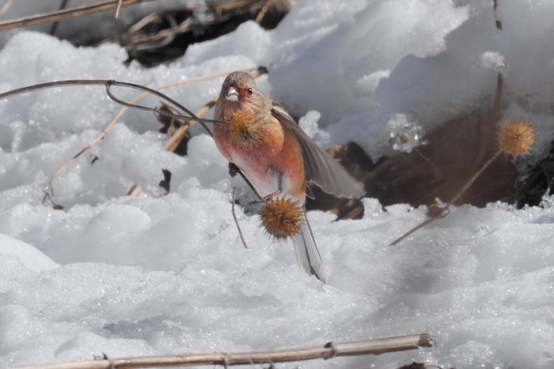 雪と鳥さん_f0053272_12212163.jpg