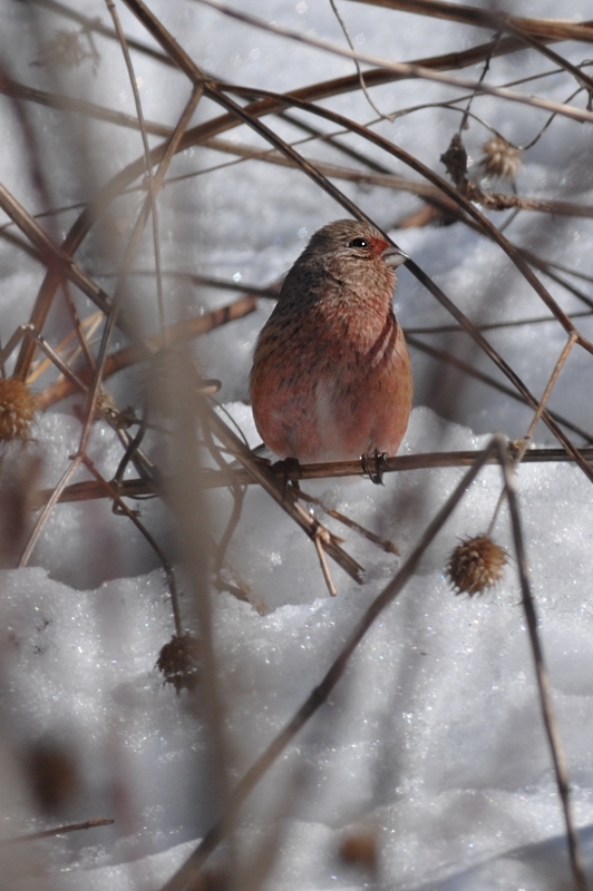 雪と鳥さん_f0053272_1227650.jpg
