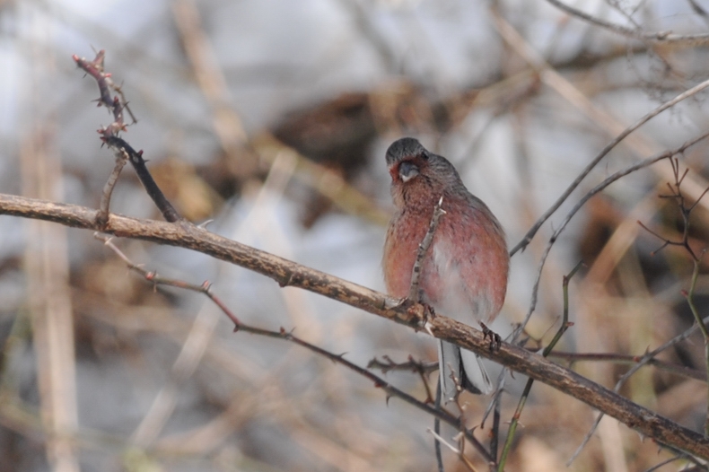 雪と鳥さん_f0053272_1230105.jpg