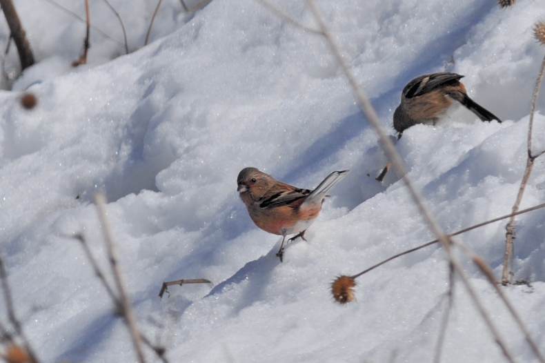 雪と鳥さん_f0053272_1231378.jpg