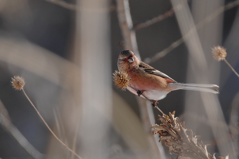 雪と鳥さん_f0053272_12375539.jpg