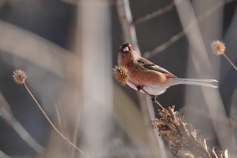 雪と鳥さん_f0053272_1239790.jpg