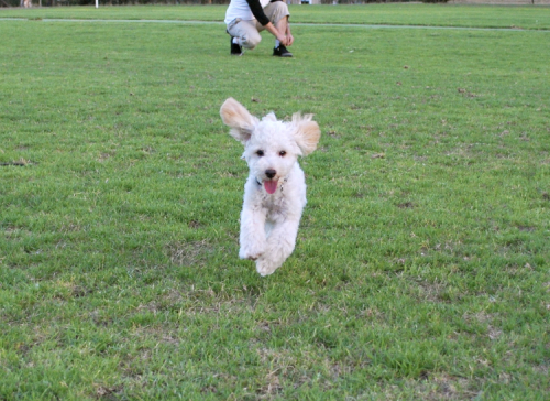 ピクニックディナー＠North Adelaide　（写真多いです）_c0133478_20585626.jpg