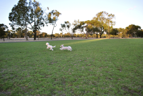 ピクニックディナー＠North Adelaide　（写真多いです）_c0133478_211746.jpg