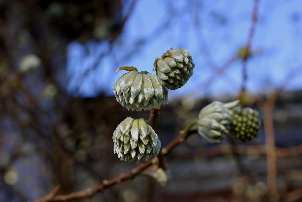 Edgeworthia chrysantha_e0128187_6421363.jpg