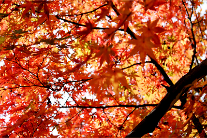 c0055305_215532.jpg