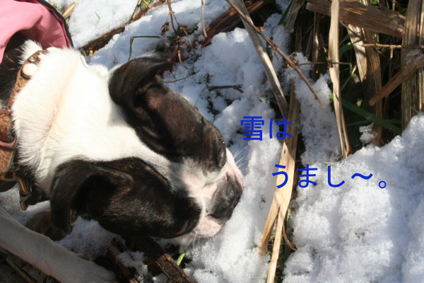 雪は　うまし～。_f0186509_2245631.jpg