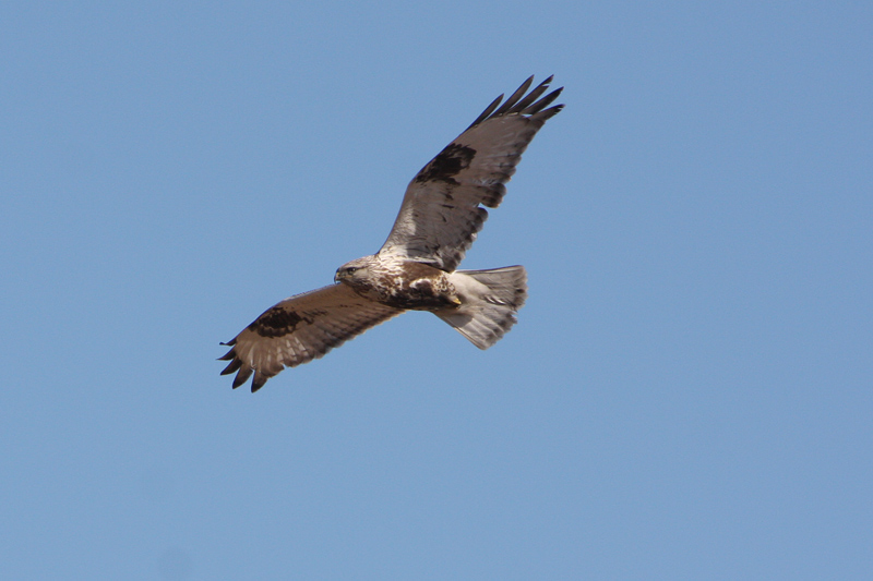 ケアシノスリ幼鳥？_f0178716_21123534.jpg