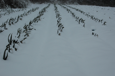 c0217246_16524091.jpg