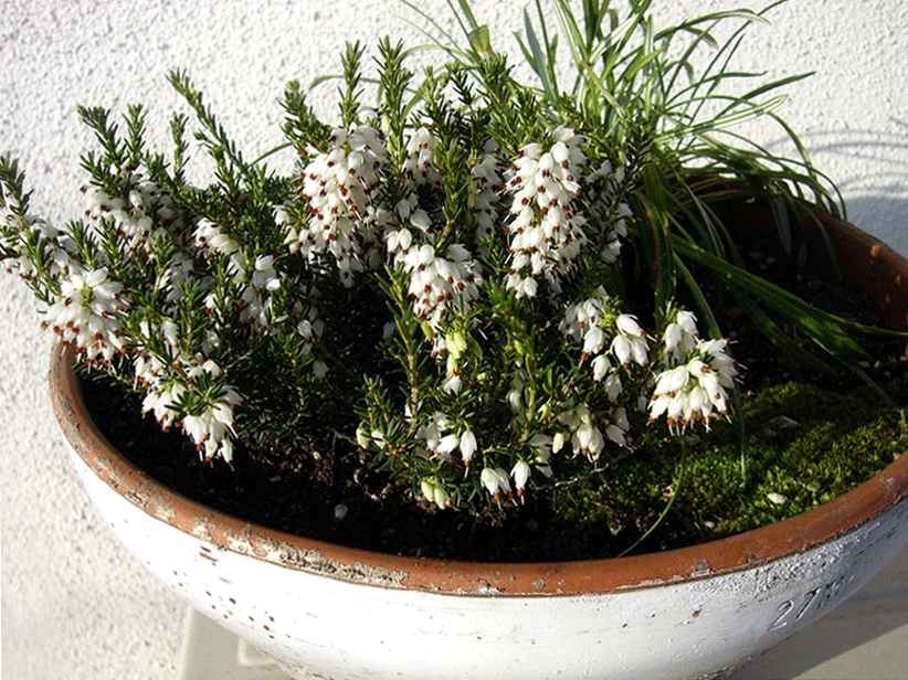 c0225153_1819339.gif