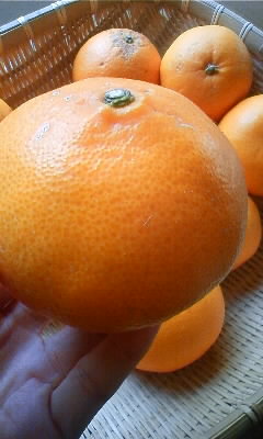 e0081959_9302827.jpg