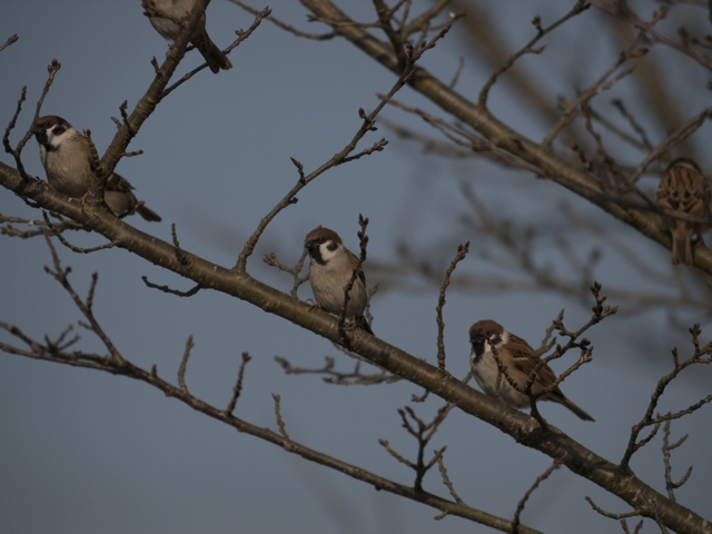 近くにいる鳥は何でも撮りましょう_b0148762_19182997.jpg