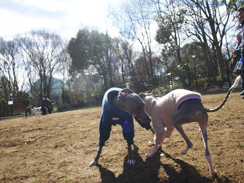 3週連続＠芦花公園_f0181775_1643432.jpg