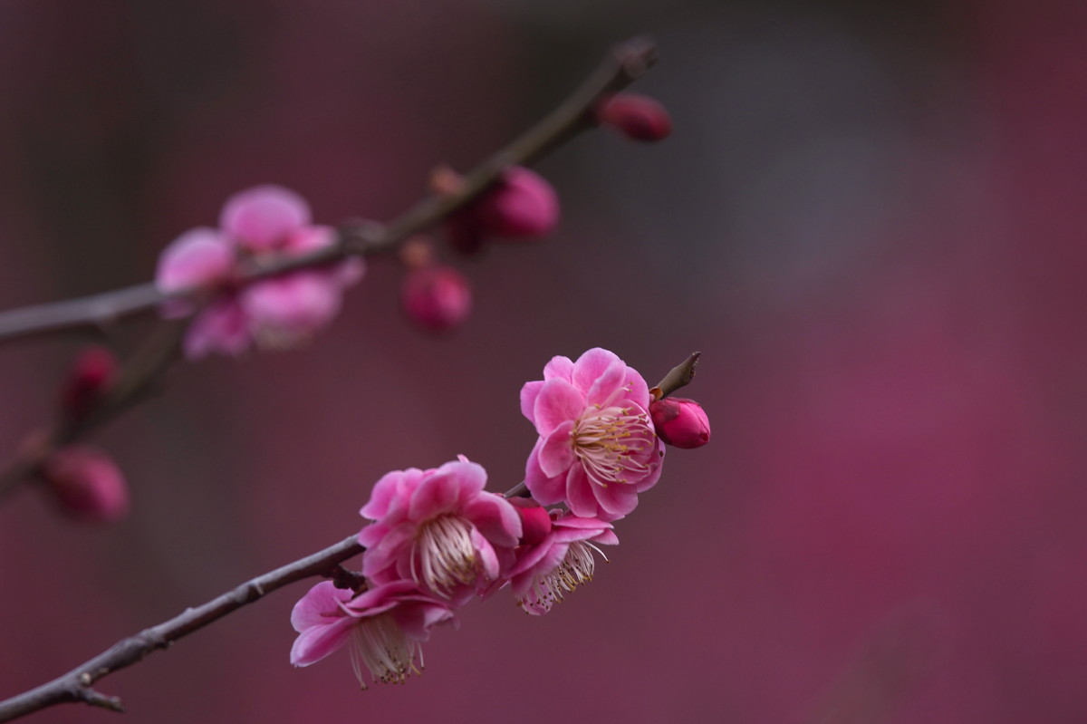 梅の花_b0044477_1545150.jpg