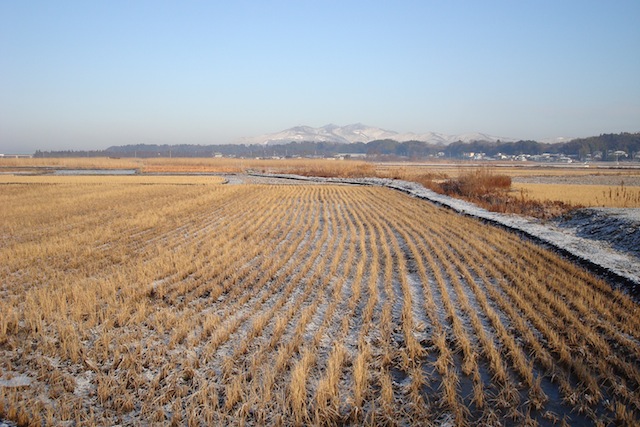 e0030889_134126.jpg