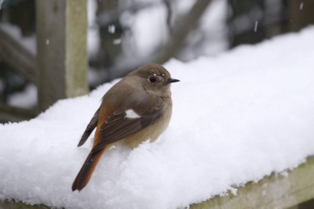 ジョウ子ちゃんの雪の朝_e0149891_2195540.jpg