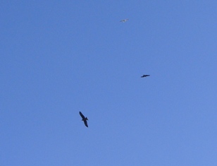 a0167803_1573873.jpg