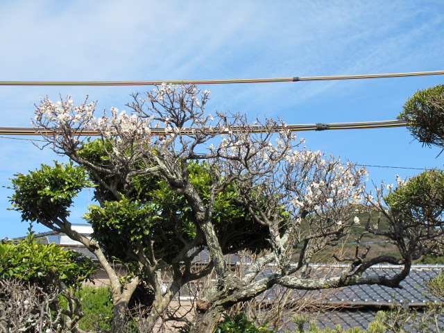 c0036203_20451131.jpg
