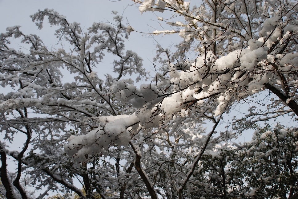 雪の金閣寺_c0117706_17453348.jpg