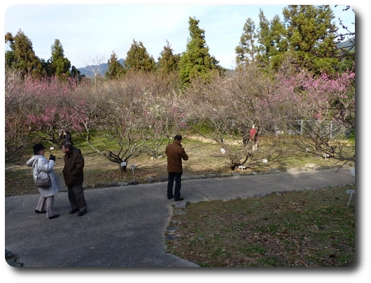 園芸センターの梅園_b0052108_22483353.jpg