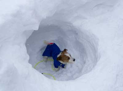 雪もりワンコ運動会♪_f0129214_1513864.jpg