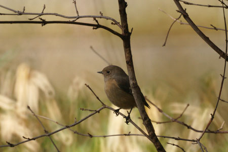     　　   　　　  　　　    　　　　　　　　　   　　 　　　　　 　 【　雪の探鳥会　】_d0099420_22215543.jpg