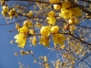 宝登山（ほどさん）・埼玉県　2010.2.6_d0130927_1754228.jpg