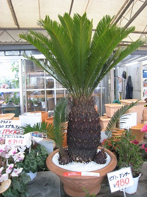 蘇鉄鉢植え オオキタ園芸