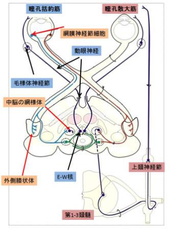 第374回 大阪眼科集談会 426 小さな眼科クリニック 城北公園 竹内眼科医院 第374回 大阪眼科集談会 426 小さな眼科クリニック 城北公園 竹内眼科医院