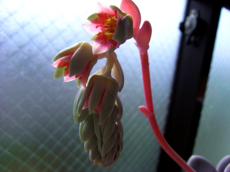 星美人らぶ たのしい園芸