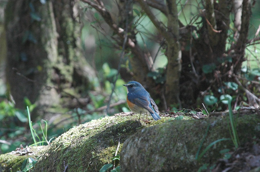 土日鳥撮り三昧_f0124451_23251483.jpg