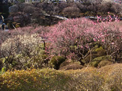 お散歩、でも風強い　（大田区）_d0132289_1974143.jpg