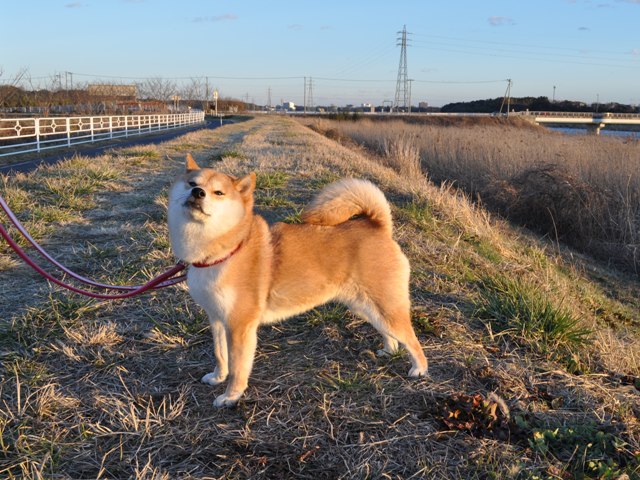 真っ赤に燃えた太陽だから_a0126590_219025.jpg