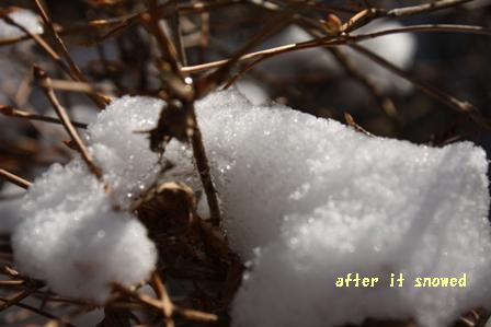 雪が降った後_c0189890_2041924.jpg