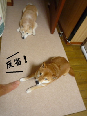 e0131506_23211882.jpg