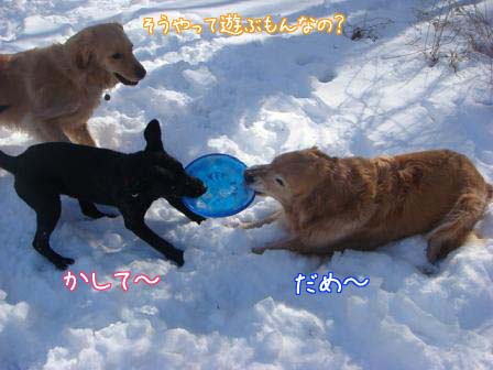 メイちゃんと元太の初顔合わせ_f0064906_1942041.jpg