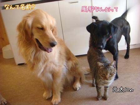 メイちゃんと元太の初顔合わせ_f0064906_19443956.jpg