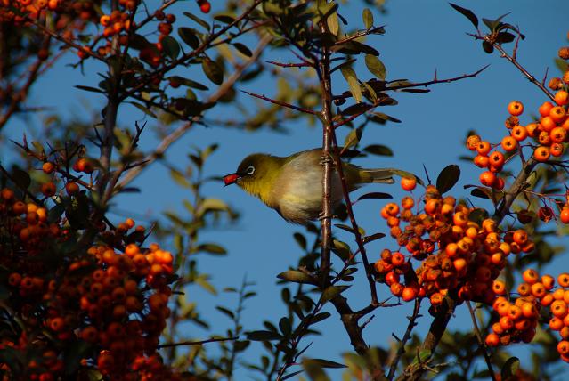 野鳥の楽園_a0130512_21293135.jpg