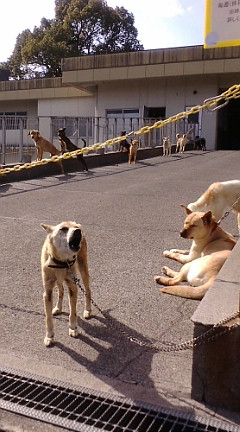 熊本市動物愛護センター_b0137913_197235.jpg