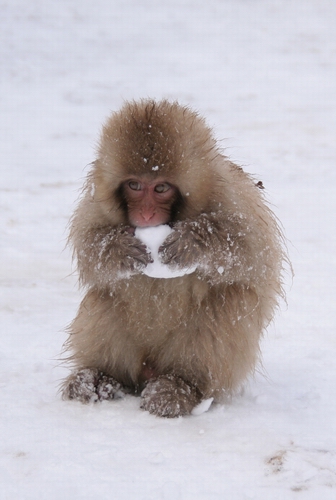 2010.2.4 　子ザルと雪玉_f0210716_0552084.jpg