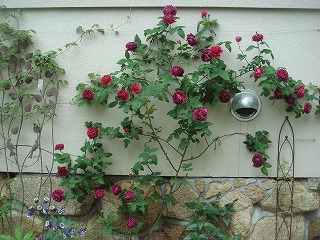 壁面のバラの誘引 Yoko Gardenの小部屋