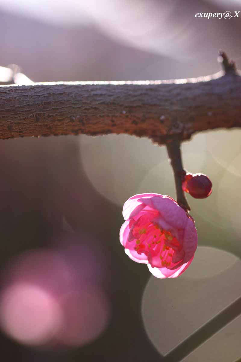 長居植物園で梅の花を撮影しました_e0195337_20422787.jpg