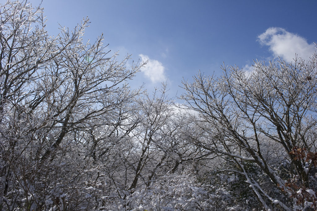 ★牧ノ戸峠の樹氷　６_b0023047_541191.jpg