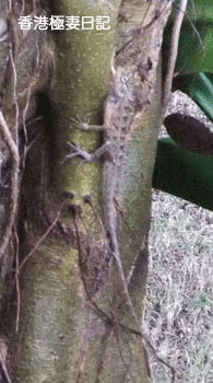 f0190653_1153322.gif