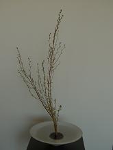 ２月のいけばな_c0187754_18291591.jpg